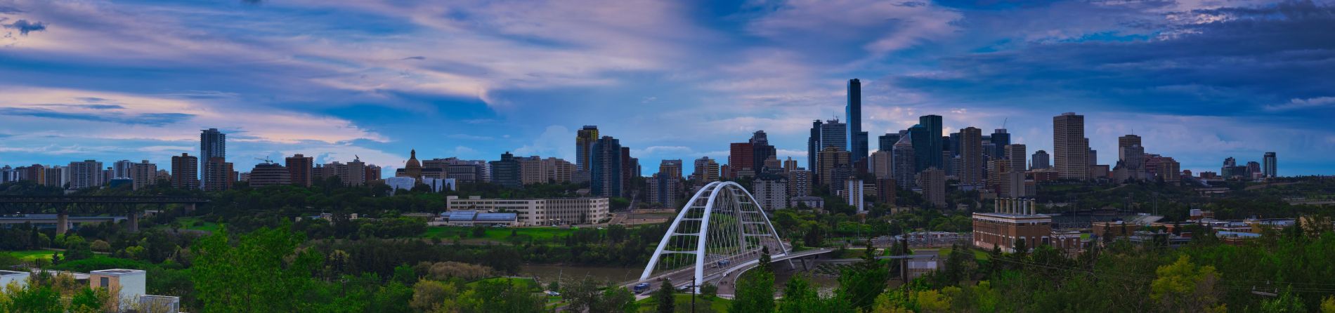pine beetle forest devastation